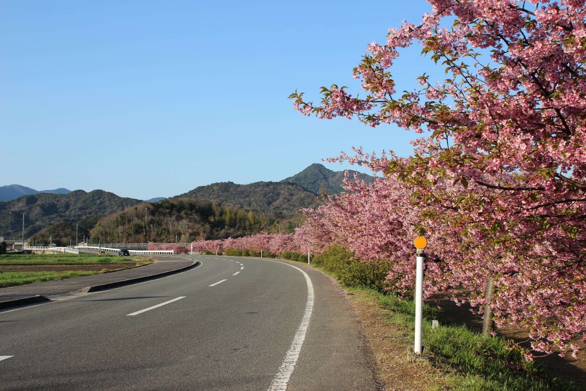 東かがわの桜並木の道