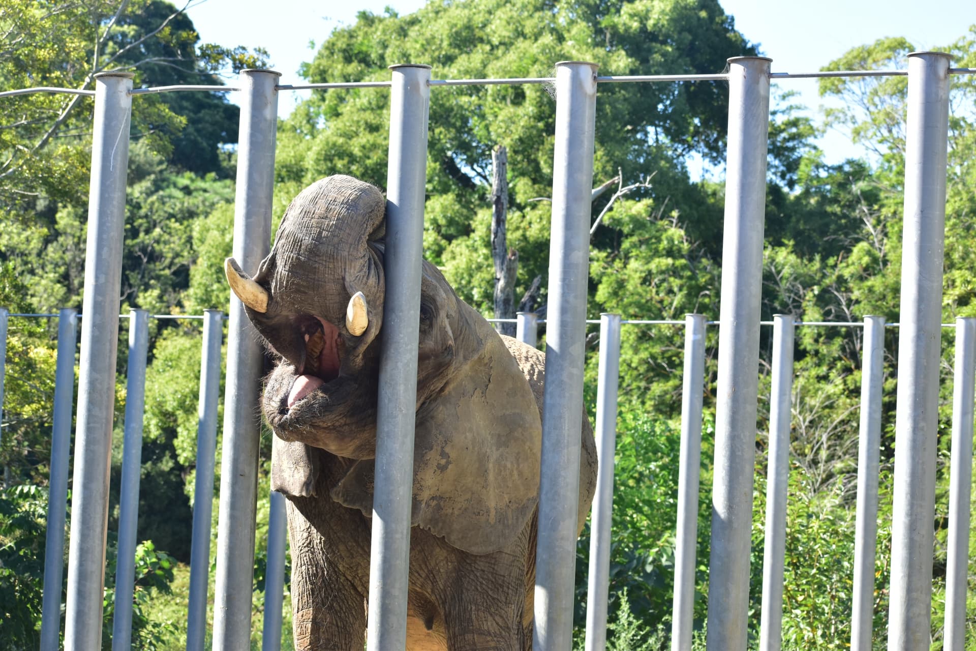 しろとり動物園