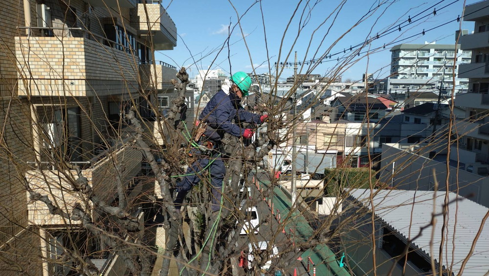 高木の剪定作業