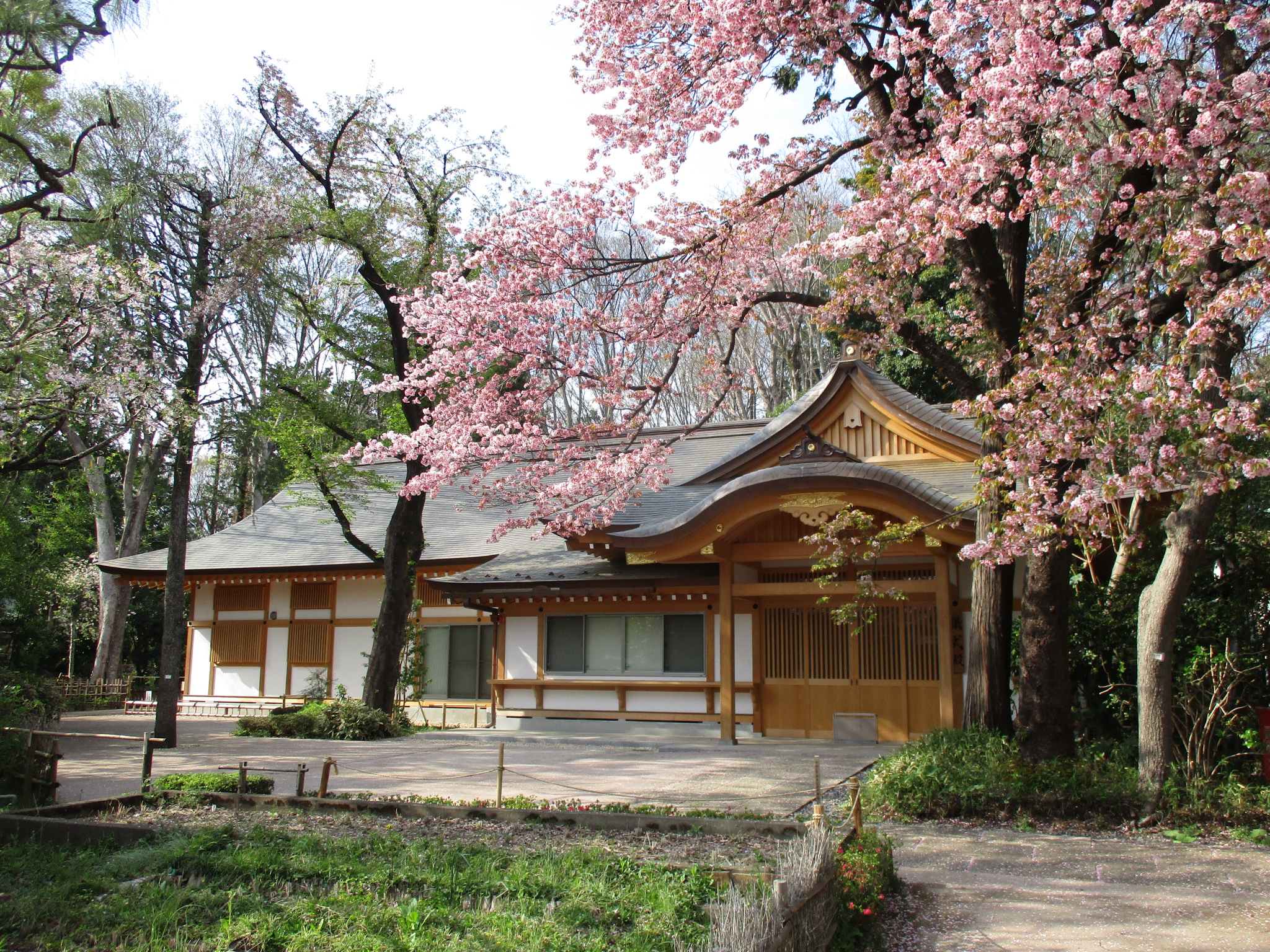 桜と儀式殿のお庭