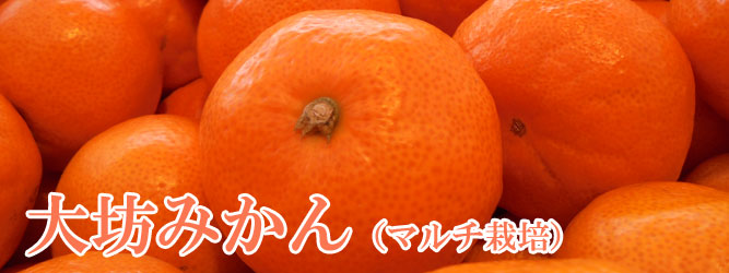 大坊みかん