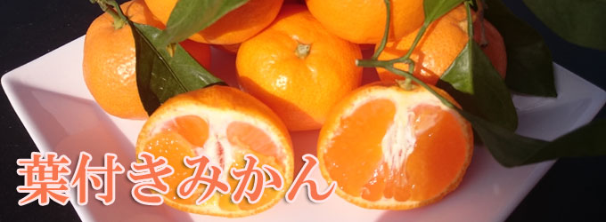 葉付きみかん