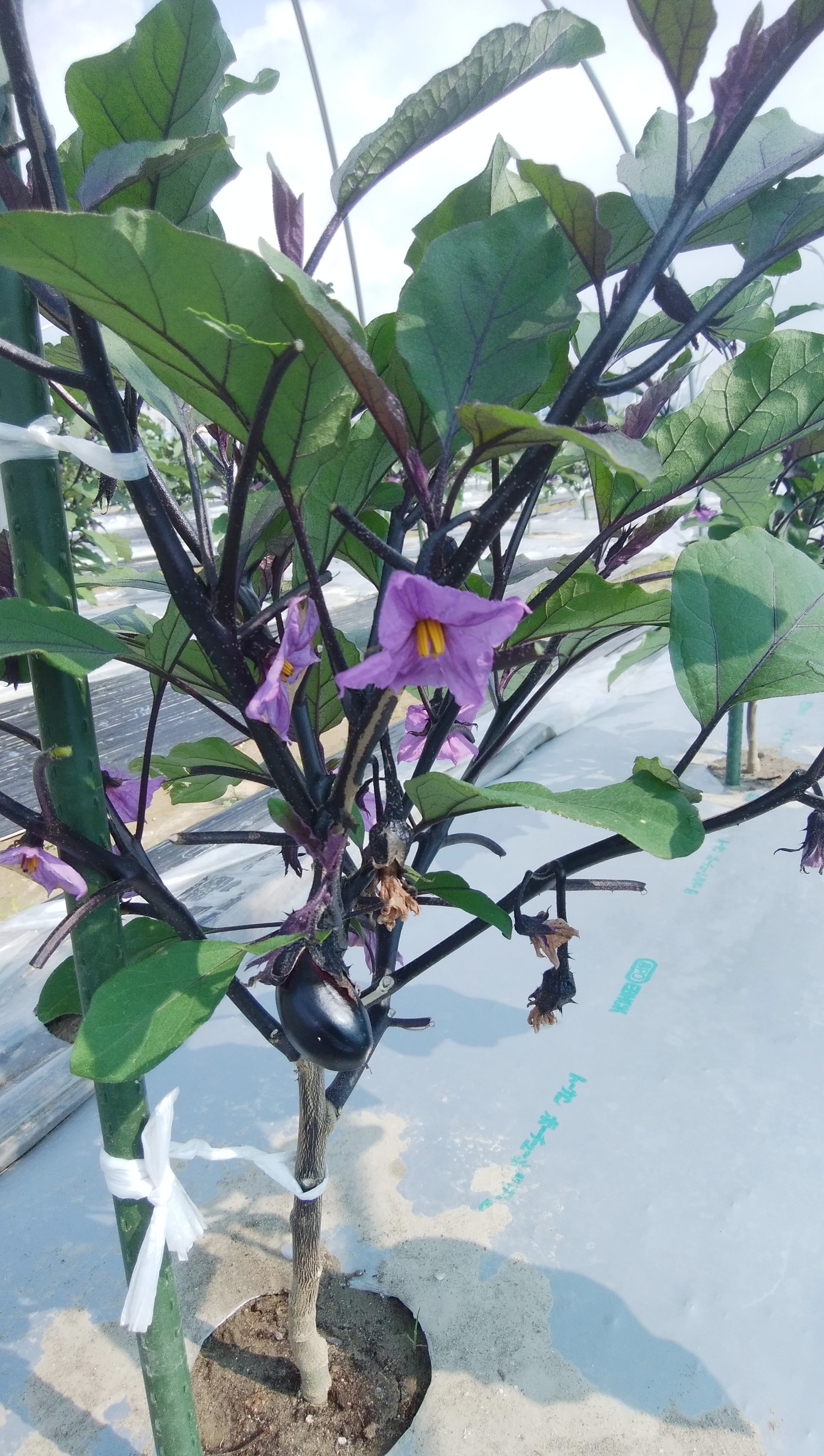 こなすの花と実