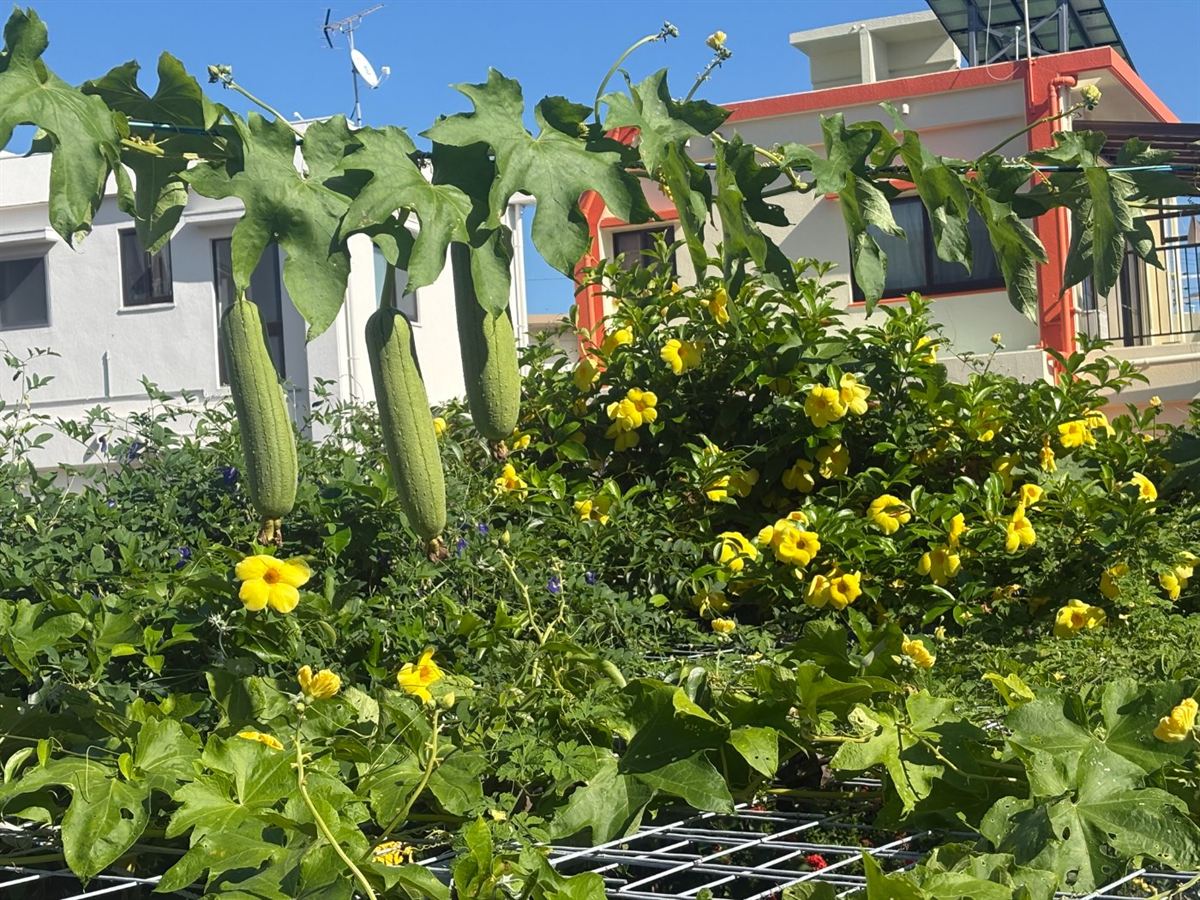 農園のへちまと花