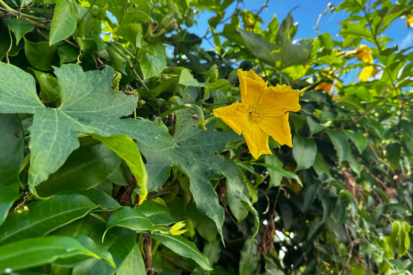 農園の花