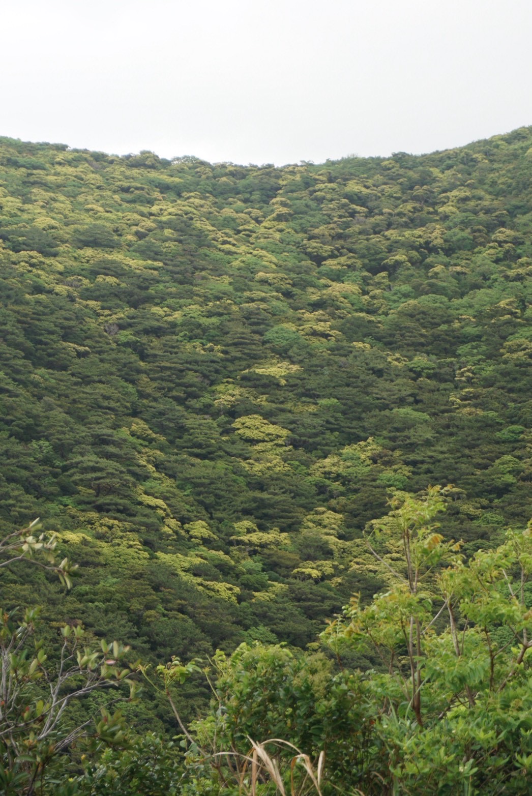 プランタドール