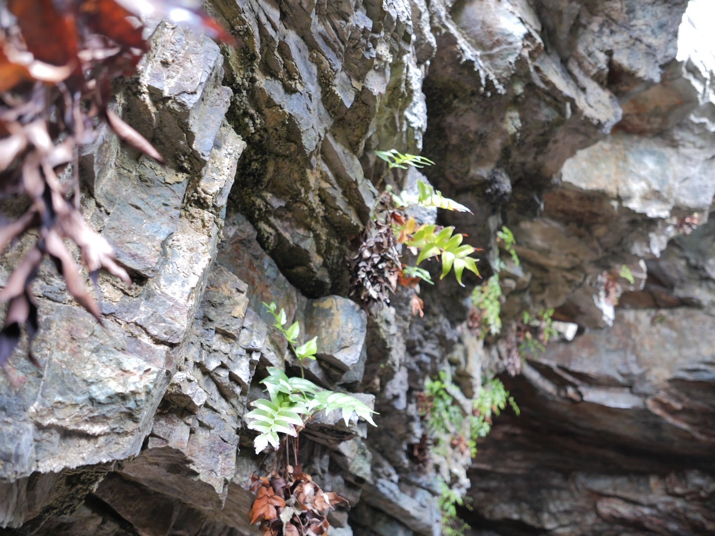 プランタドール