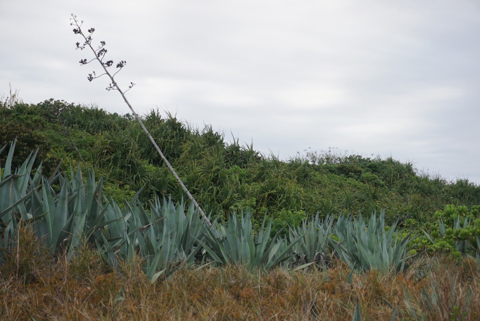プランタドール