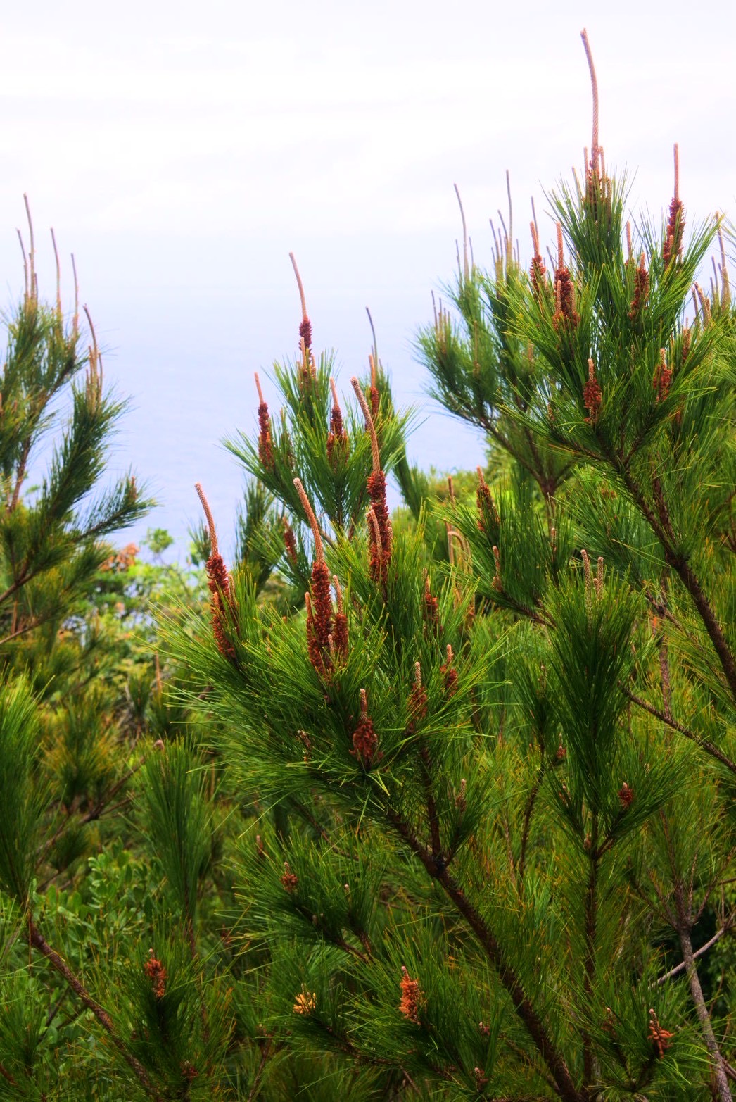 プランタドール