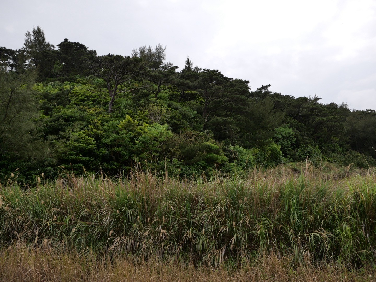 プランタドール